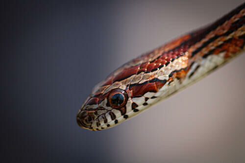 Imagem do Cornsnake